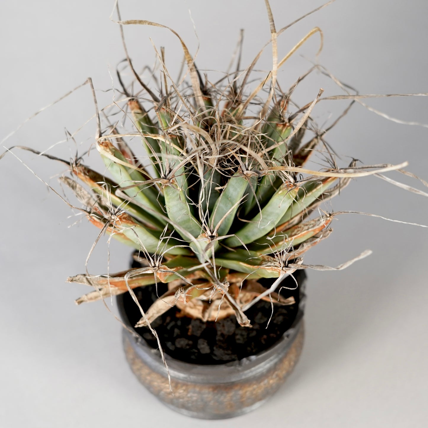 Leuchtenbergia principis × “GOUJIN”POT F