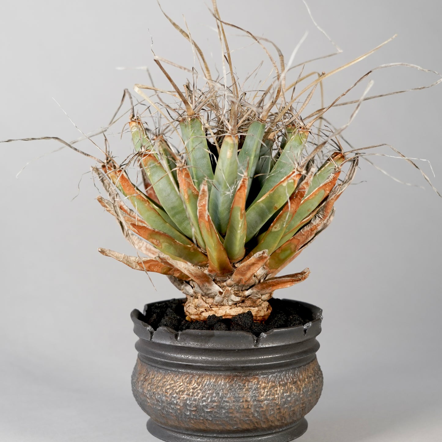 Leuchtenbergia principis × “GOUJIN”POT F
