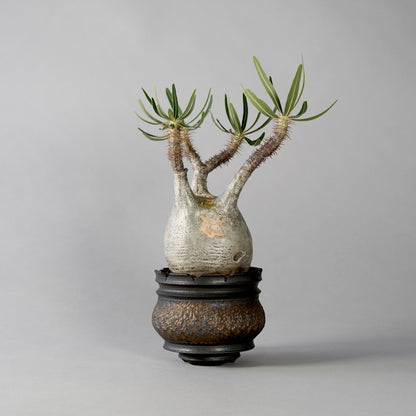 Pachypodium Gracilius × “GOUJIN”POT A