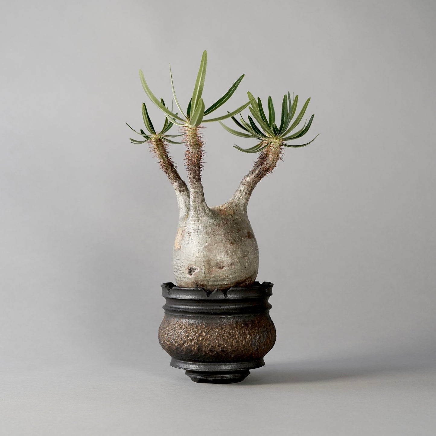 Pachypodium Gracilius × “GOUJIN”POT A