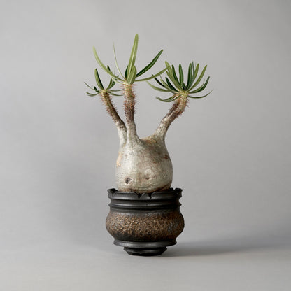 Pachypodium Gracilius × “GOUJIN”POT A