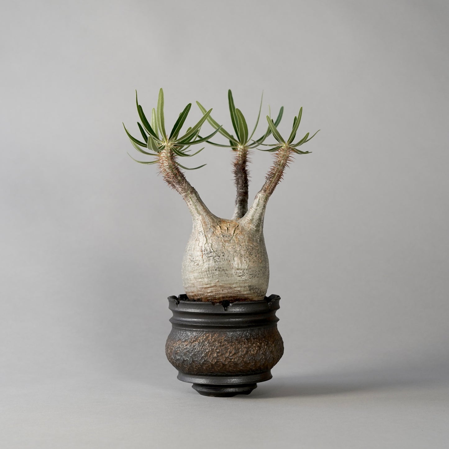 Pachypodium Gracilius × “GOUJIN”POT A