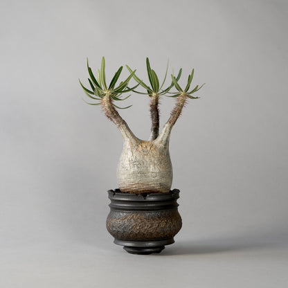 Pachypodium Gracilius × “GOUJIN”POT A