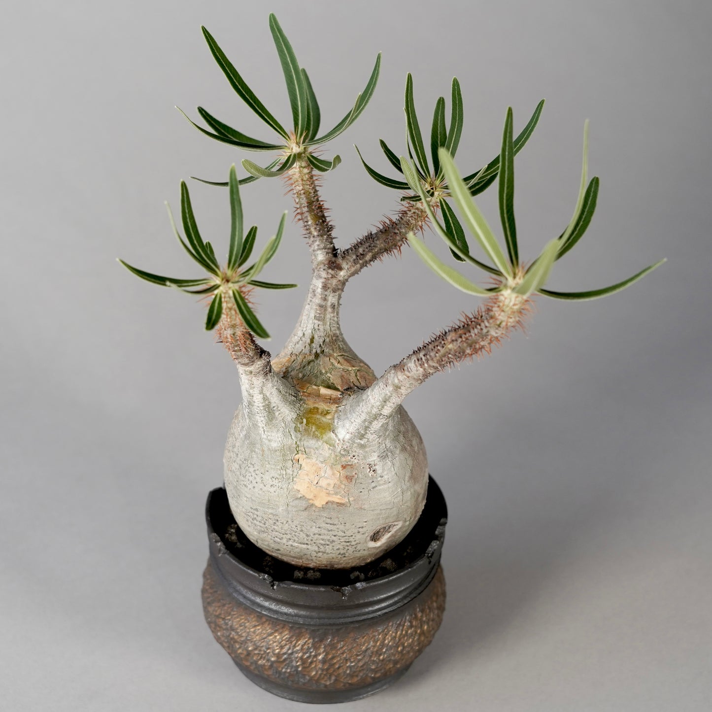 Pachypodium Gracilius × “GOUJIN”POT A