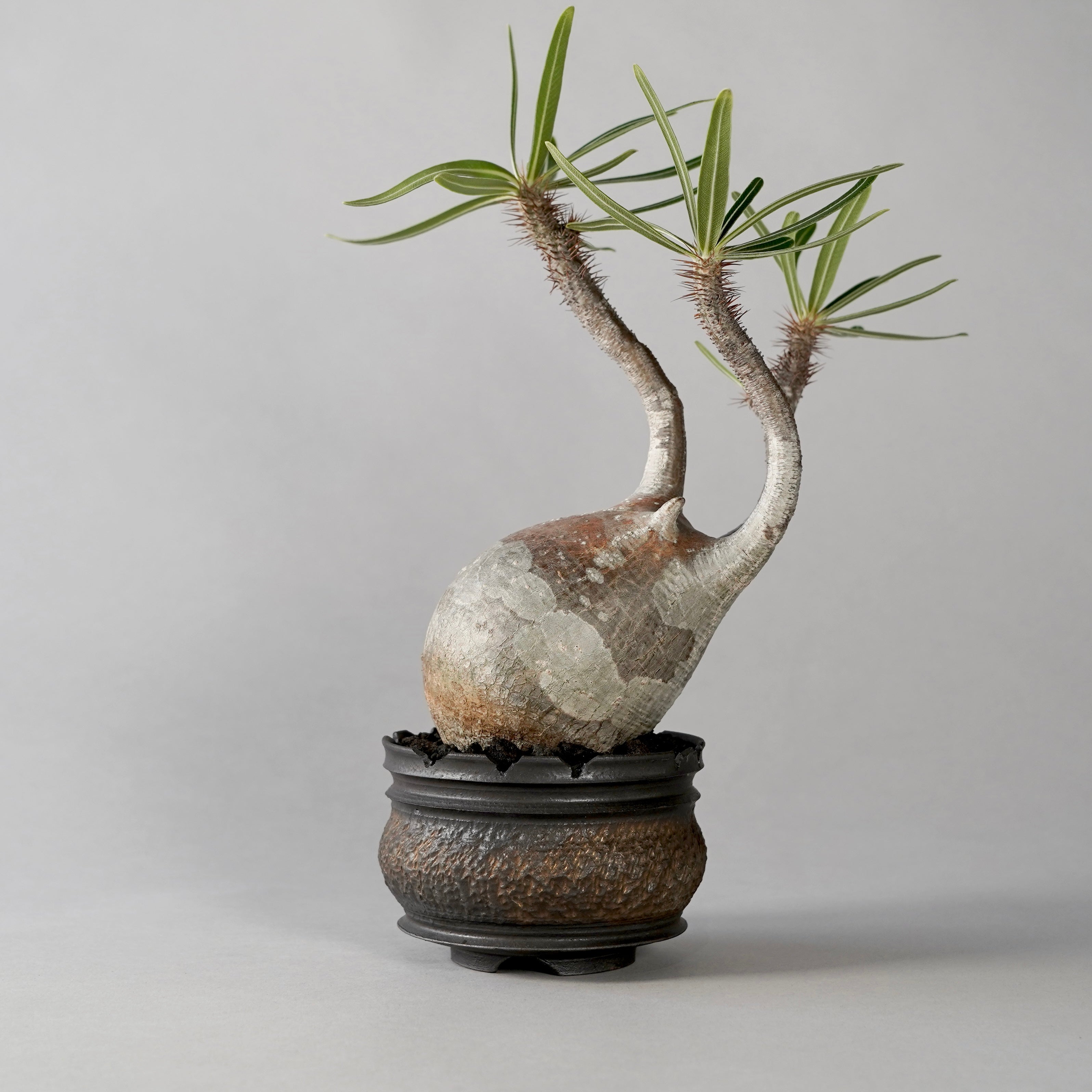 GOUJIN BOTANIZE 植木鉢 GOUJIN × BOTANIZE 〝KUROKIN〟S