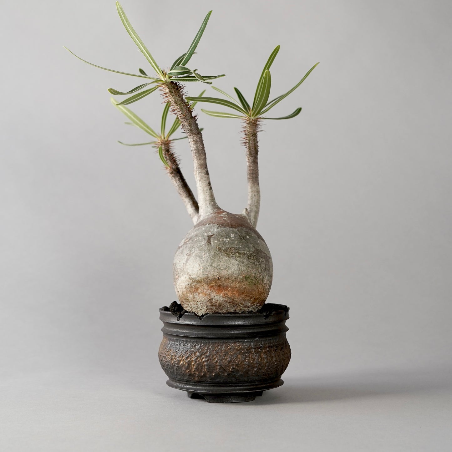 Pachypodium Gracilius × “GOUJIN”POT B