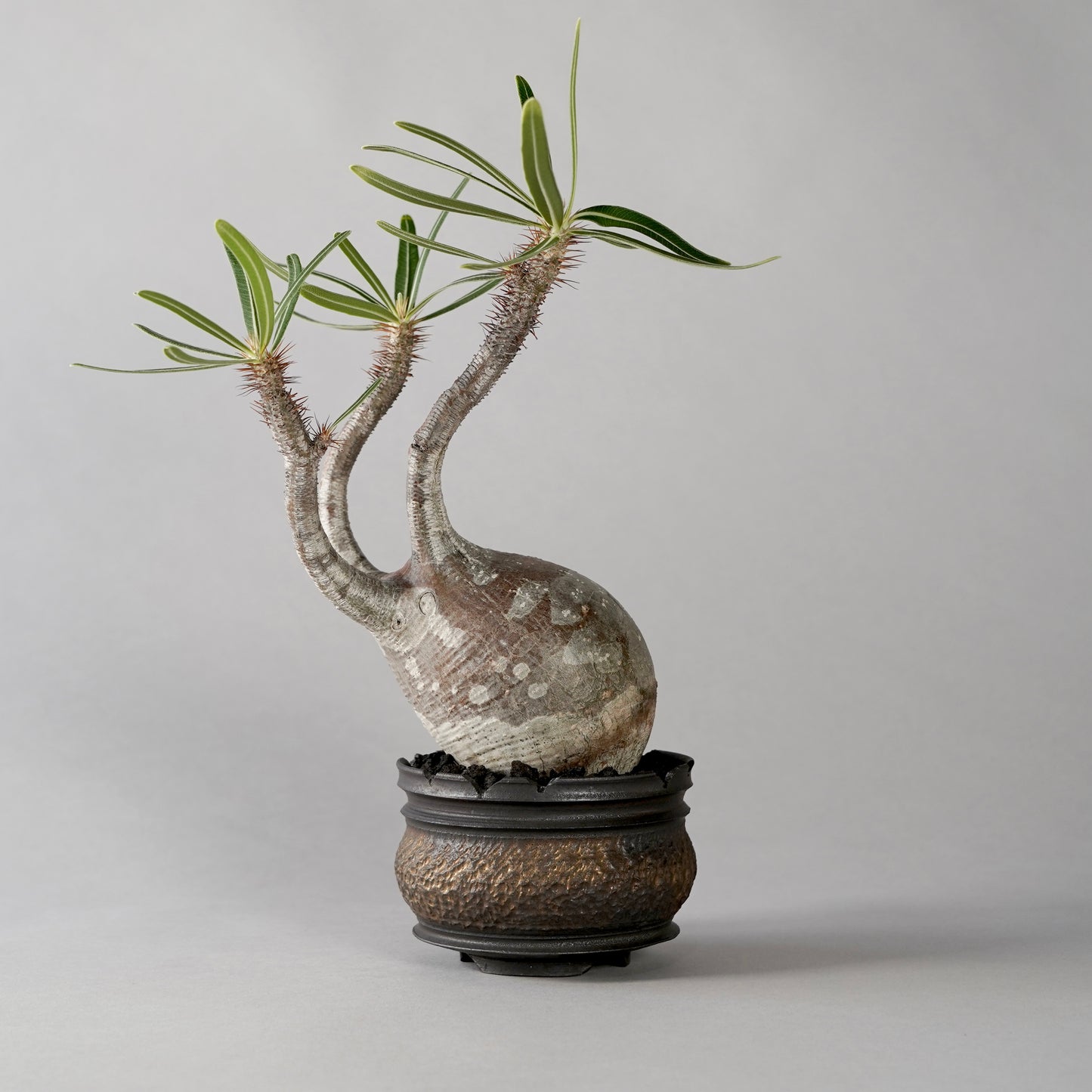 Pachypodium Gracilius × “GOUJIN”POT B