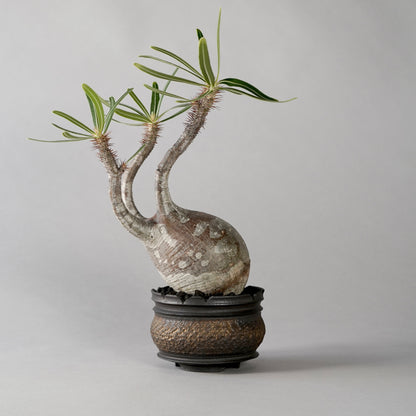 Pachypodium Gracilius × “GOUJIN”POT B