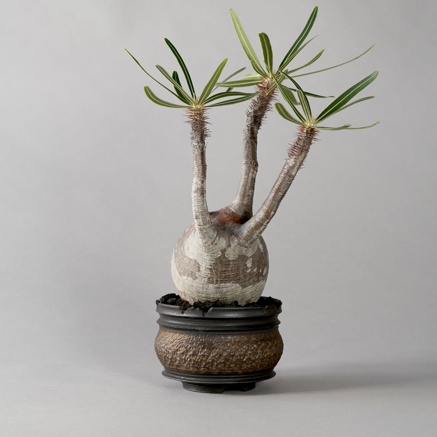 Pachypodium Gracilius × “GOUJIN”POT B