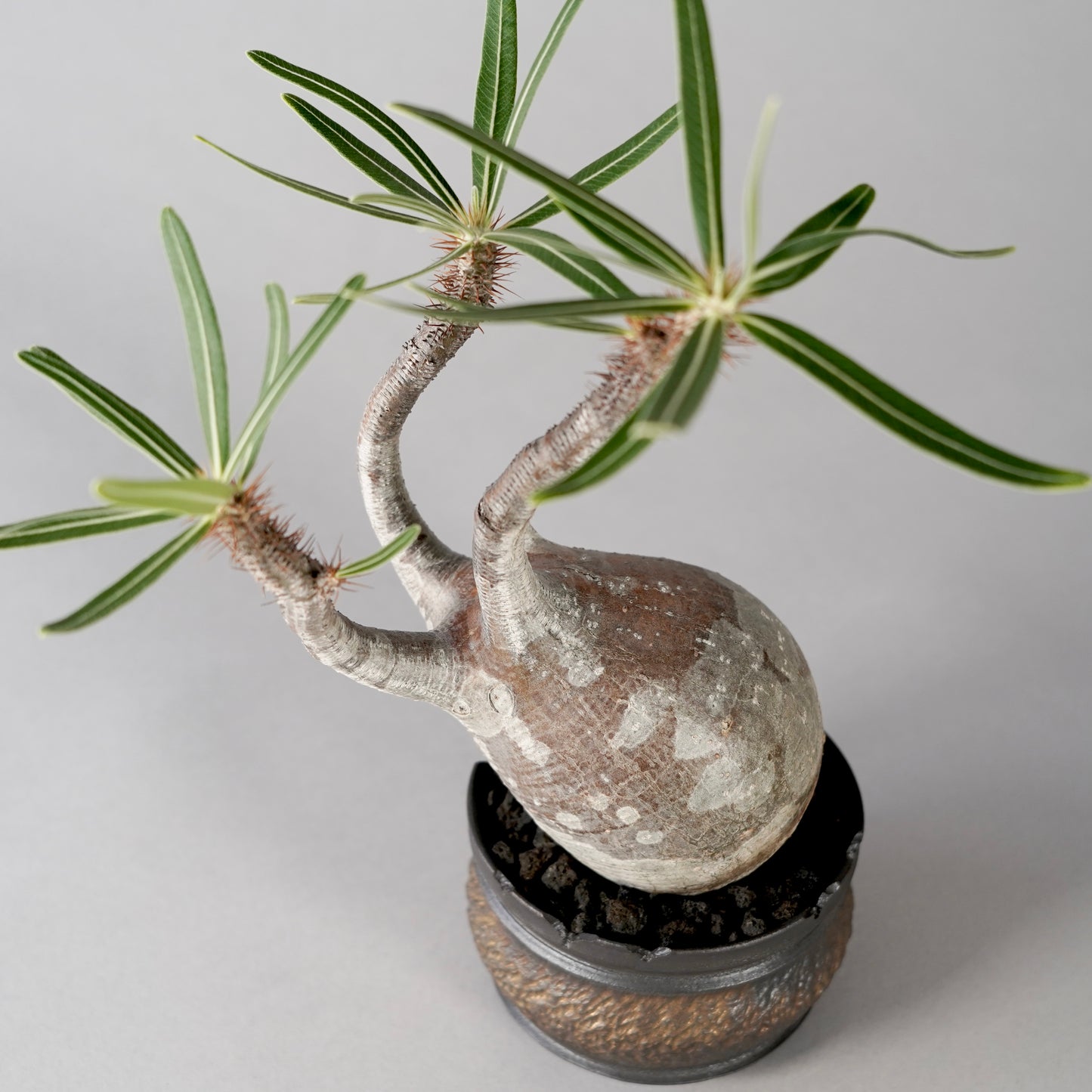 Pachypodium Gracilius × “GOUJIN”POT B