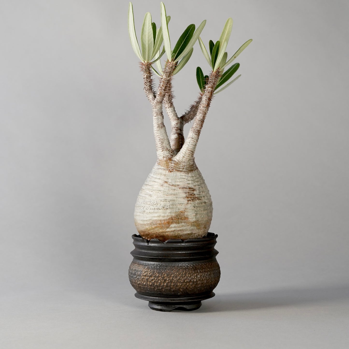 Pachypodium Gracilius × “GOUJIN”POT C