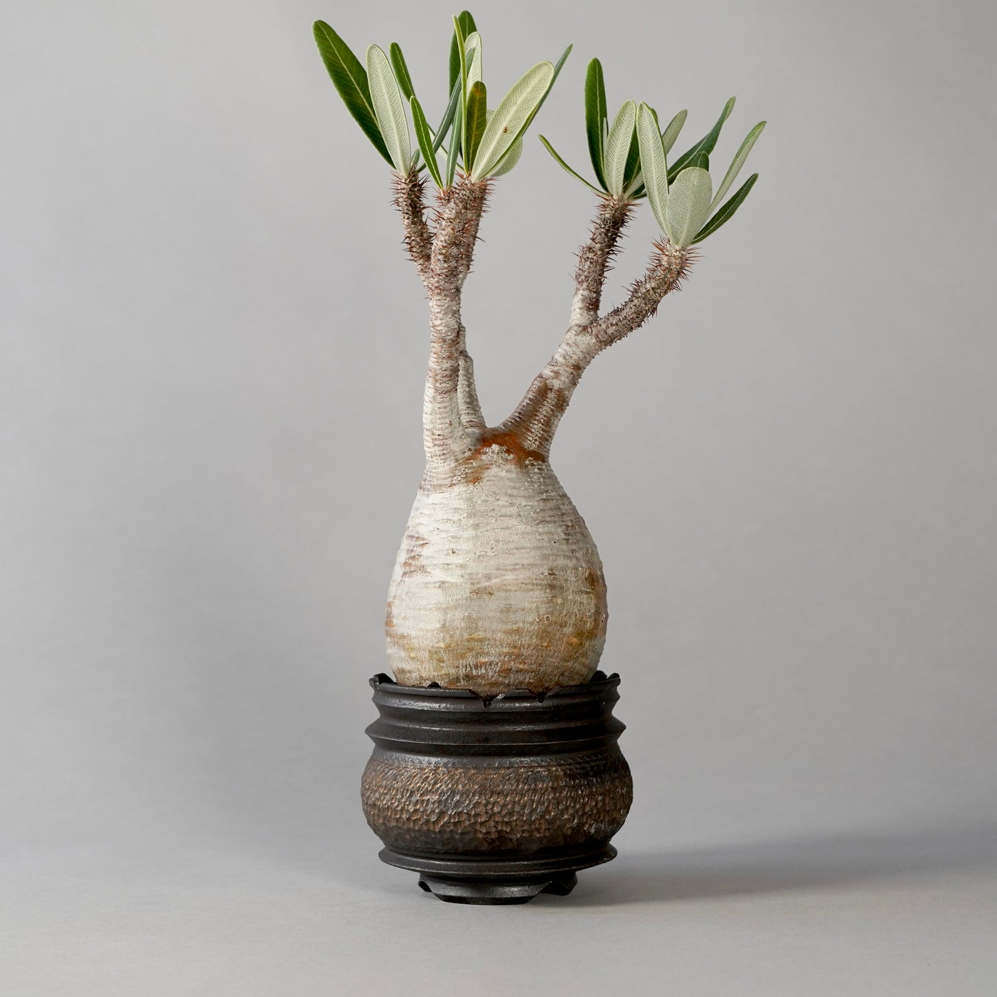 Pachypodium Gracilius × “GOUJIN”POT C