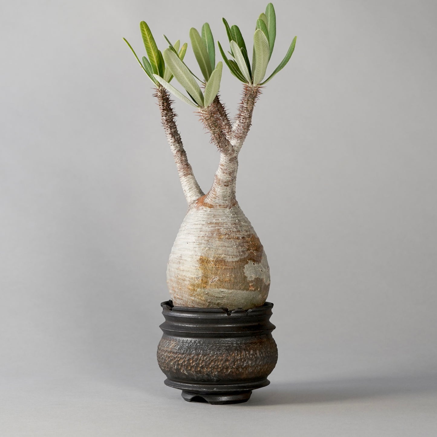 Pachypodium Gracilius × “GOUJIN”POT C