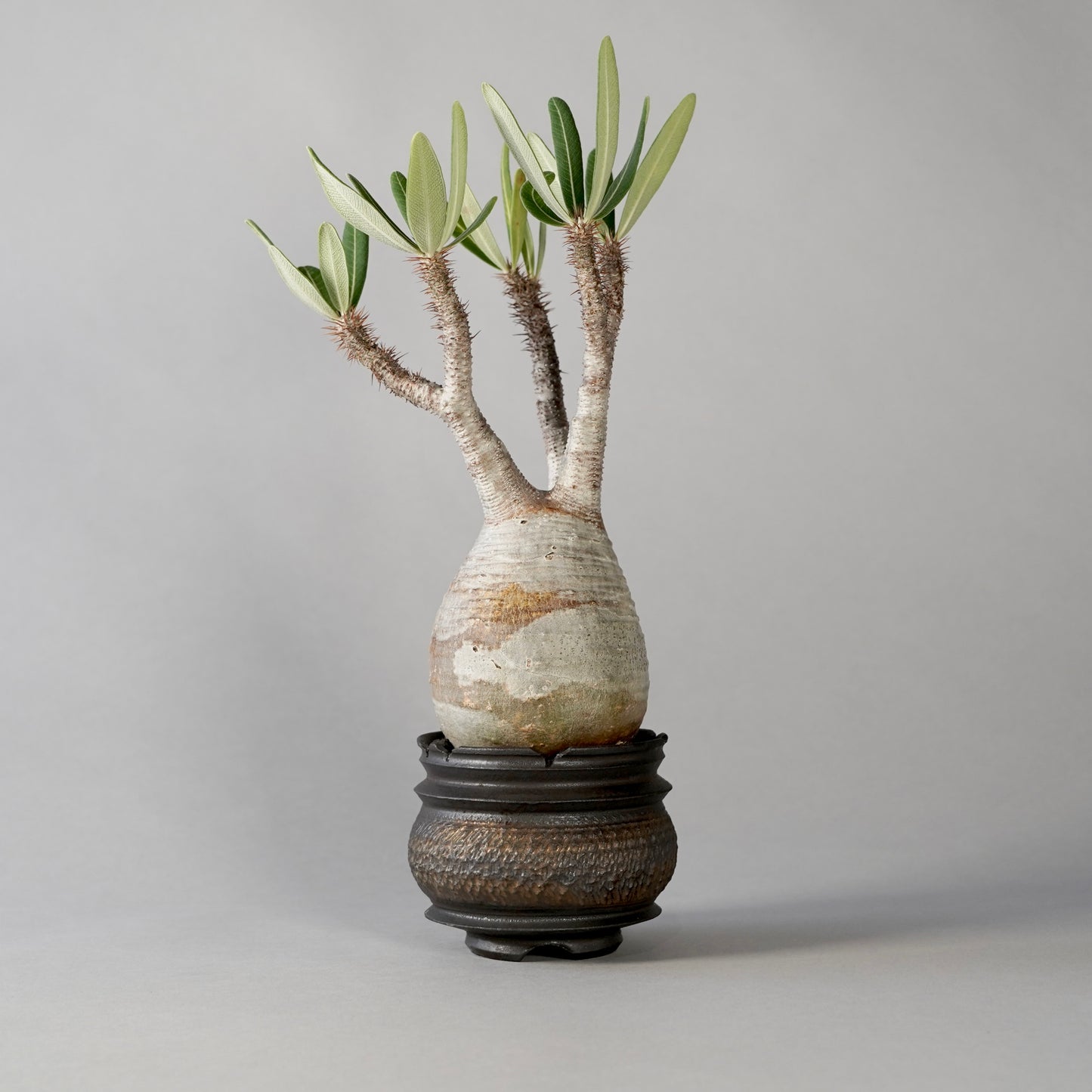 Pachypodium Gracilius × “GOUJIN”POT C