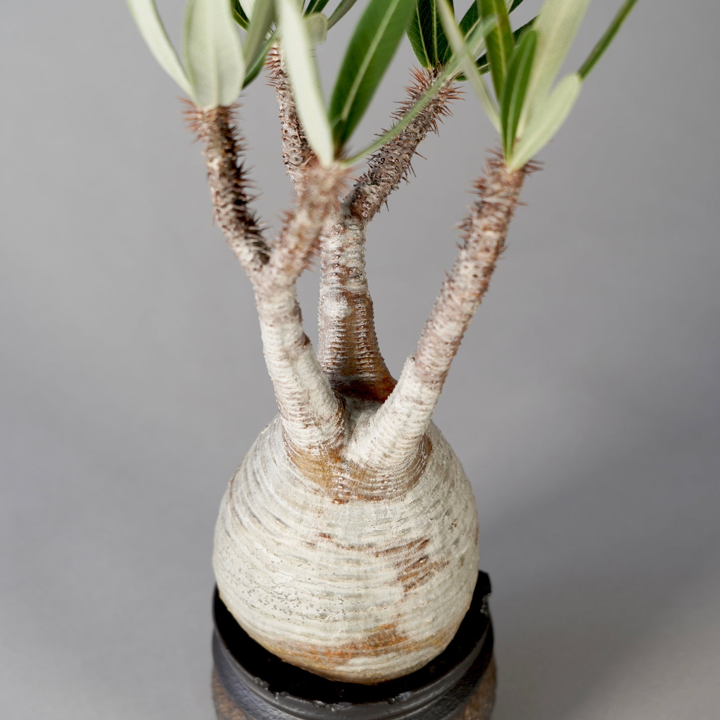 Pachypodium Gracilius × “GOUJIN”POT C