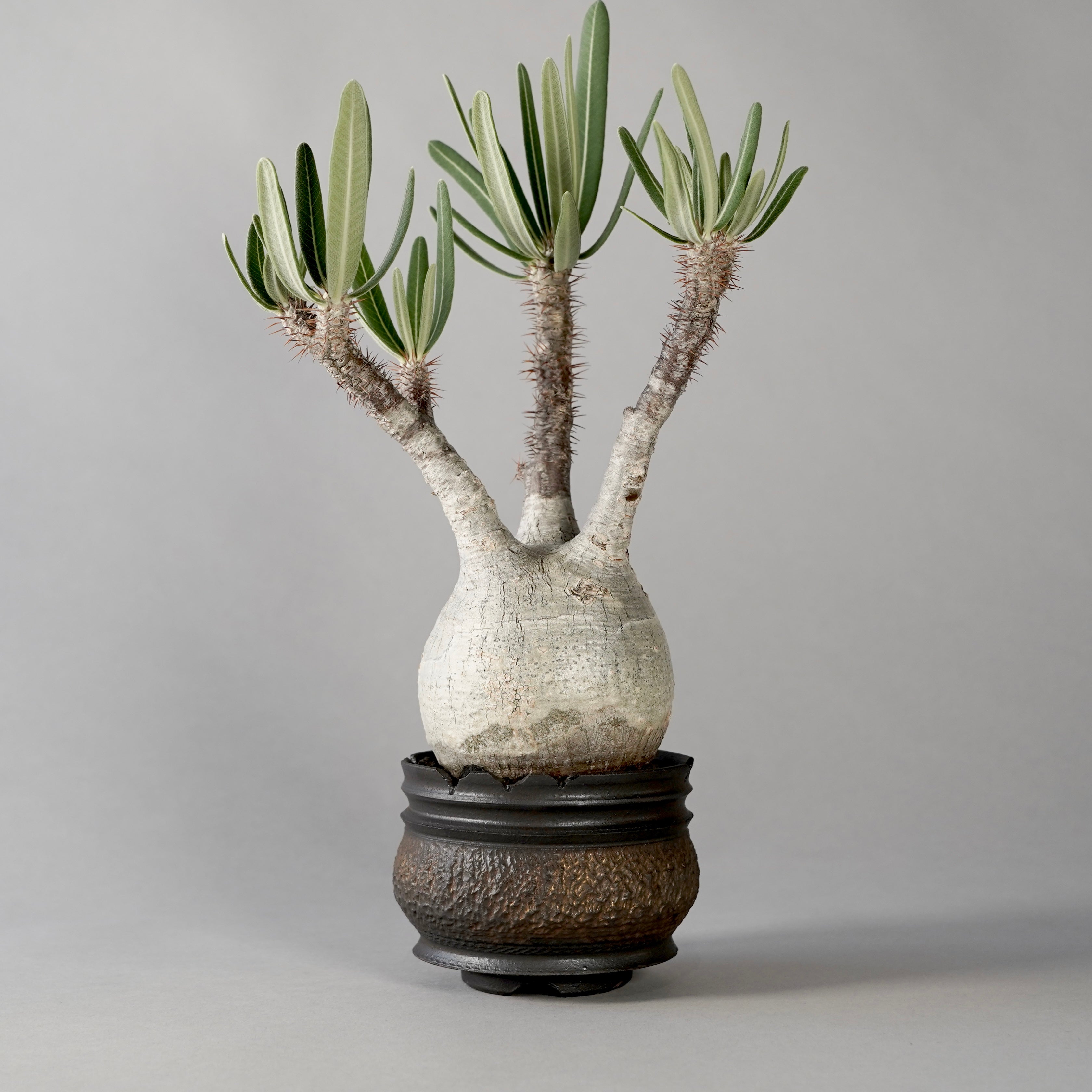 その他 VCD Pachypodium Gracilius BOTANIZE Pachypodium Gracilius × “GOUJIN”POT D – BOTANIZE