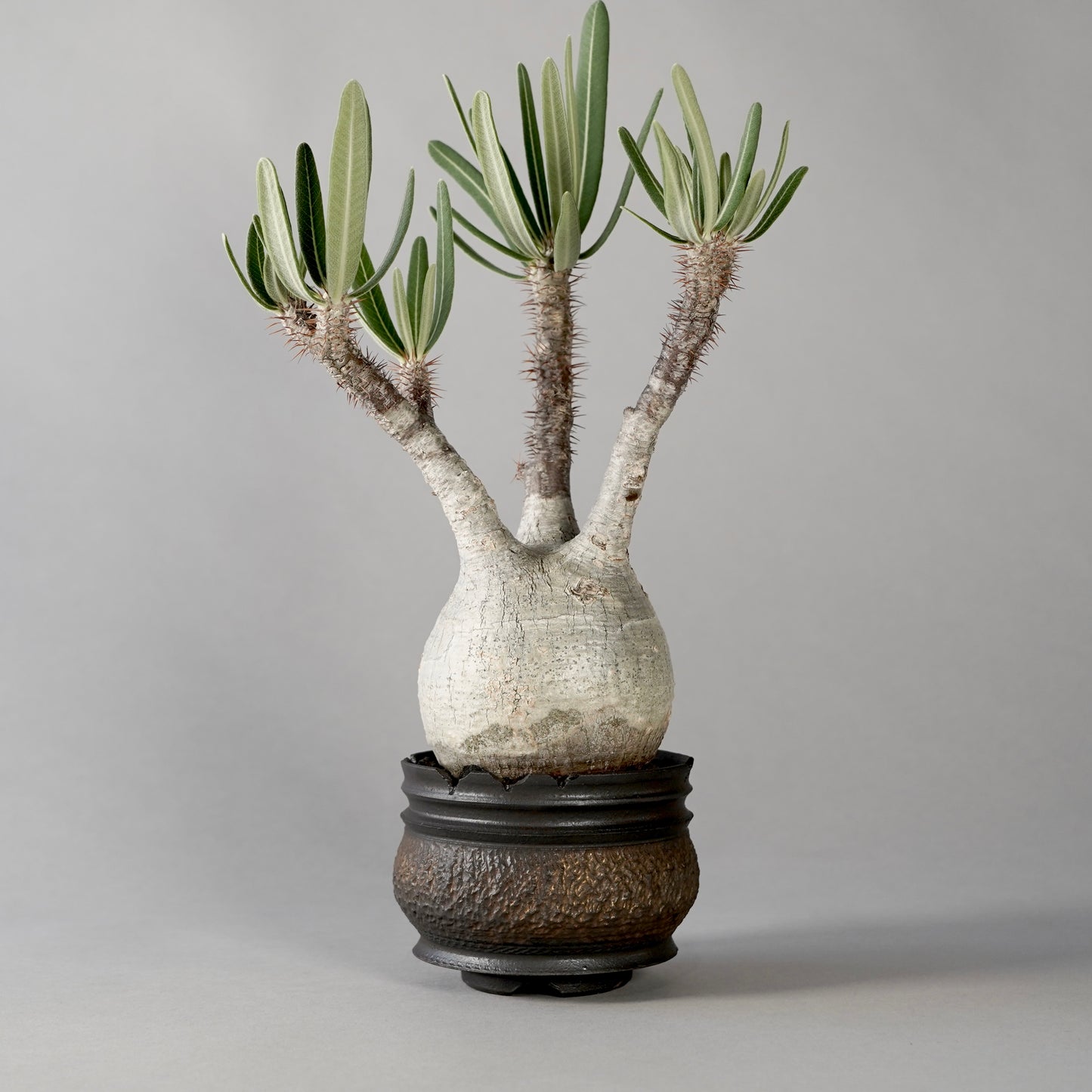 Pachypodium Gracilius × “GOUJIN”POT D