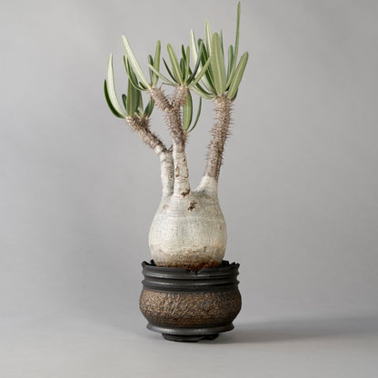 Pachypodium Gracilius × “GOUJIN”POT D