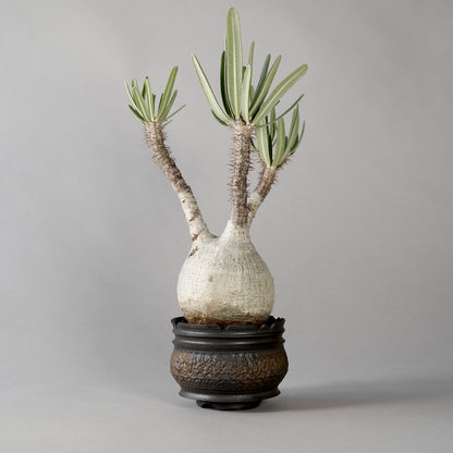 Pachypodium Gracilius × “GOUJIN”POT D