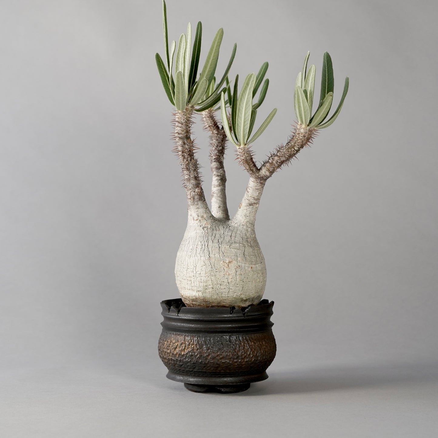 Pachypodium Gracilius × “GOUJIN”POT D
