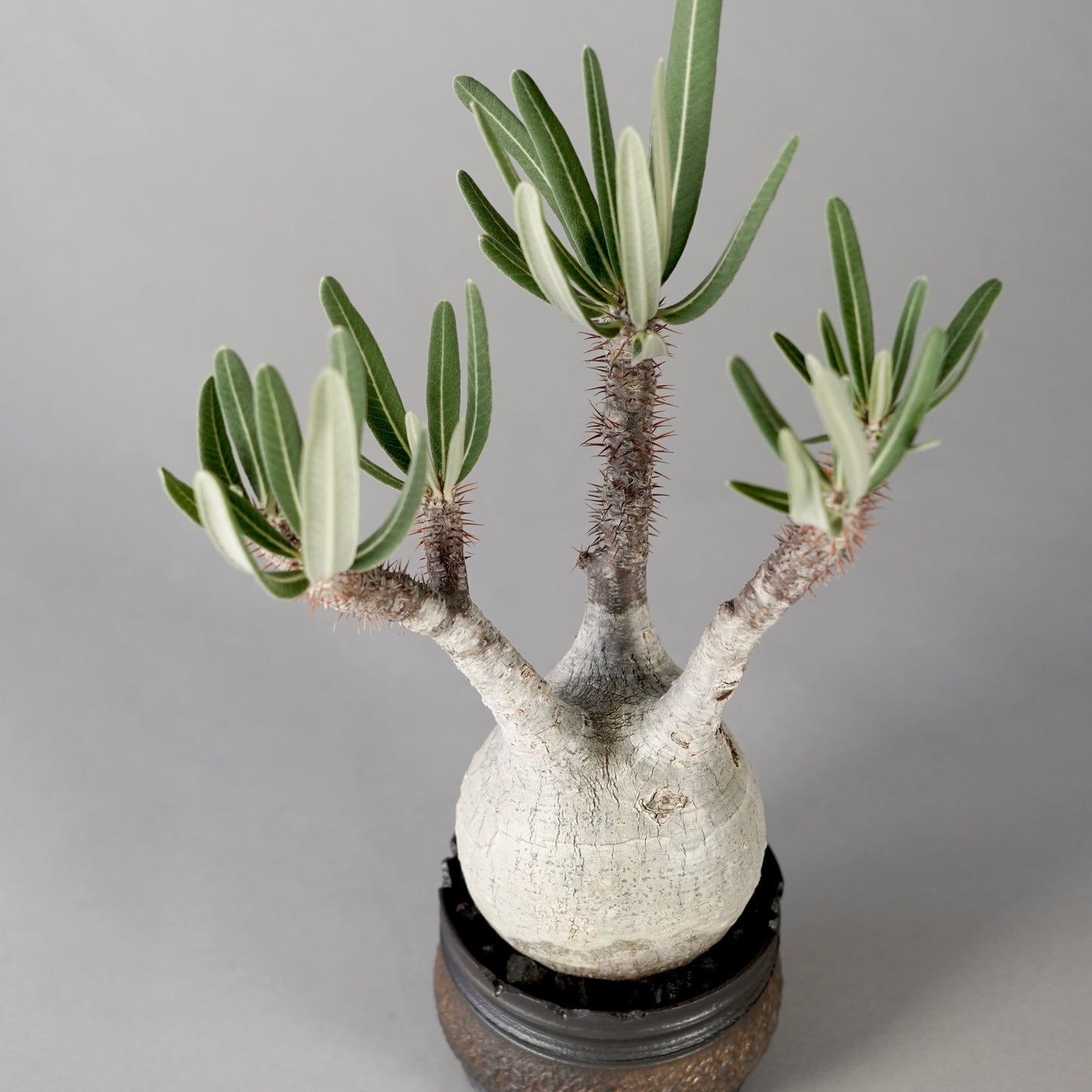 Pachypodium Gracilius × “GOUJIN”POT D