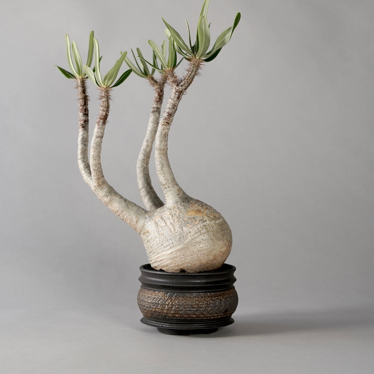 Pachypodium Gracilius × “GOUJIN”POT E