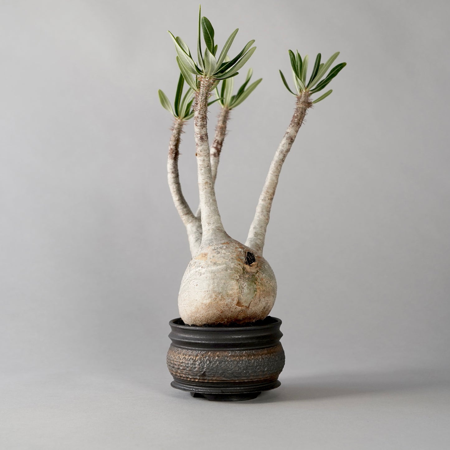 Pachypodium Gracilius × “GOUJIN”POT E