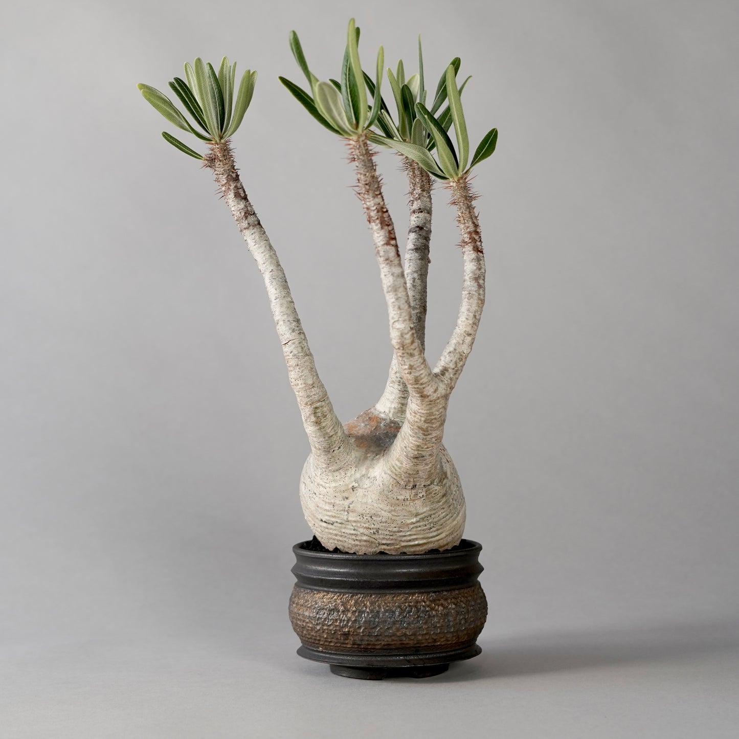 Pachypodium Gracilius × “GOUJIN”POT E