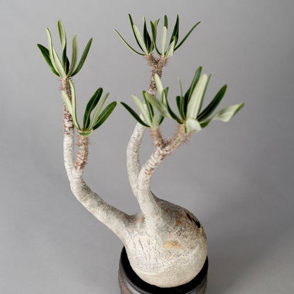 Pachypodium Gracilius × “GOUJIN”POT E