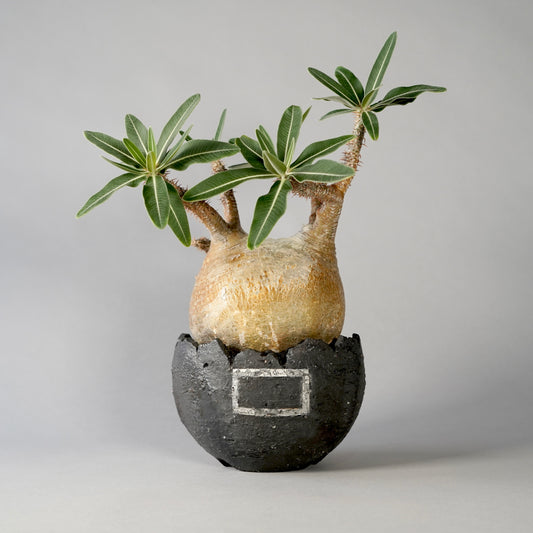 Pachypodium Gracilius ×  GOUJIN POT --黒銀彩--