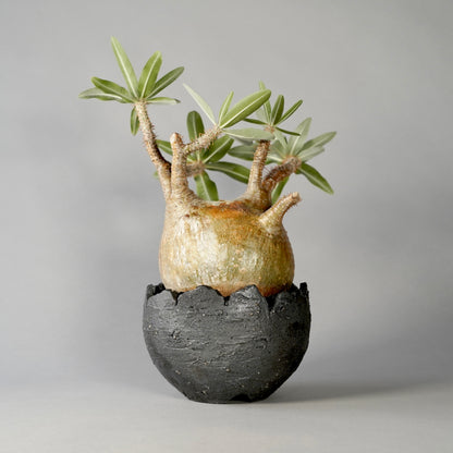 Pachypodium Gracilius ×  GOUJIN POT --黒銀彩--