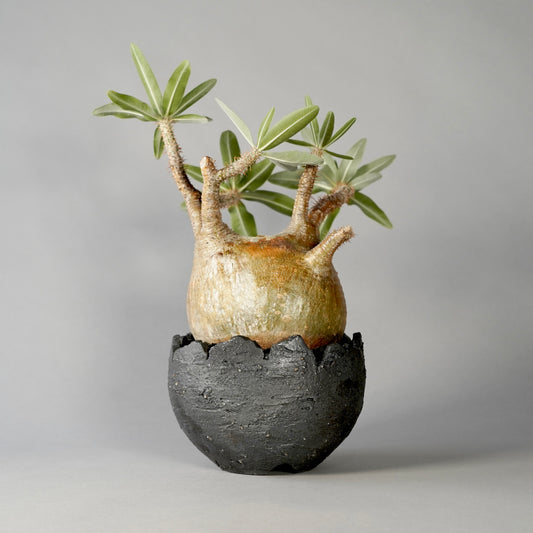 Pachypodium Gracilius ×  GOUJIN POT --黒銀彩--
