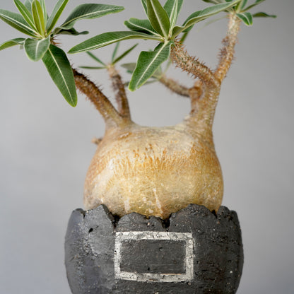 Pachypodium Gracilius ×  GOUJIN POT --黒銀彩--