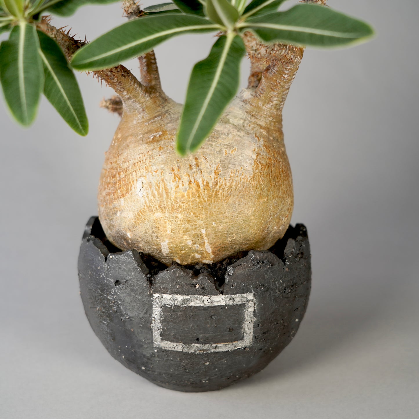 Pachypodium Gracilius ×  GOUJIN POT --黒銀彩--