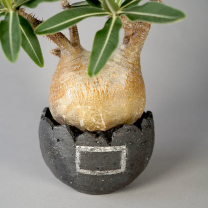 Pachypodium Gracilius ×  GOUJIN POT --黒銀彩--