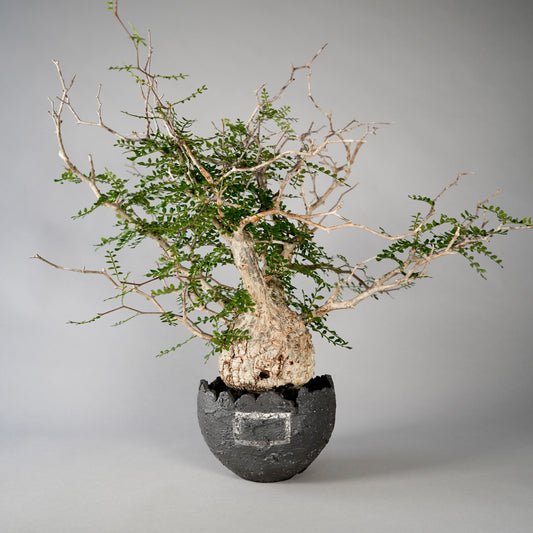 Operculicarya pachypus ×  GOUJIN POT --黒銀彩--