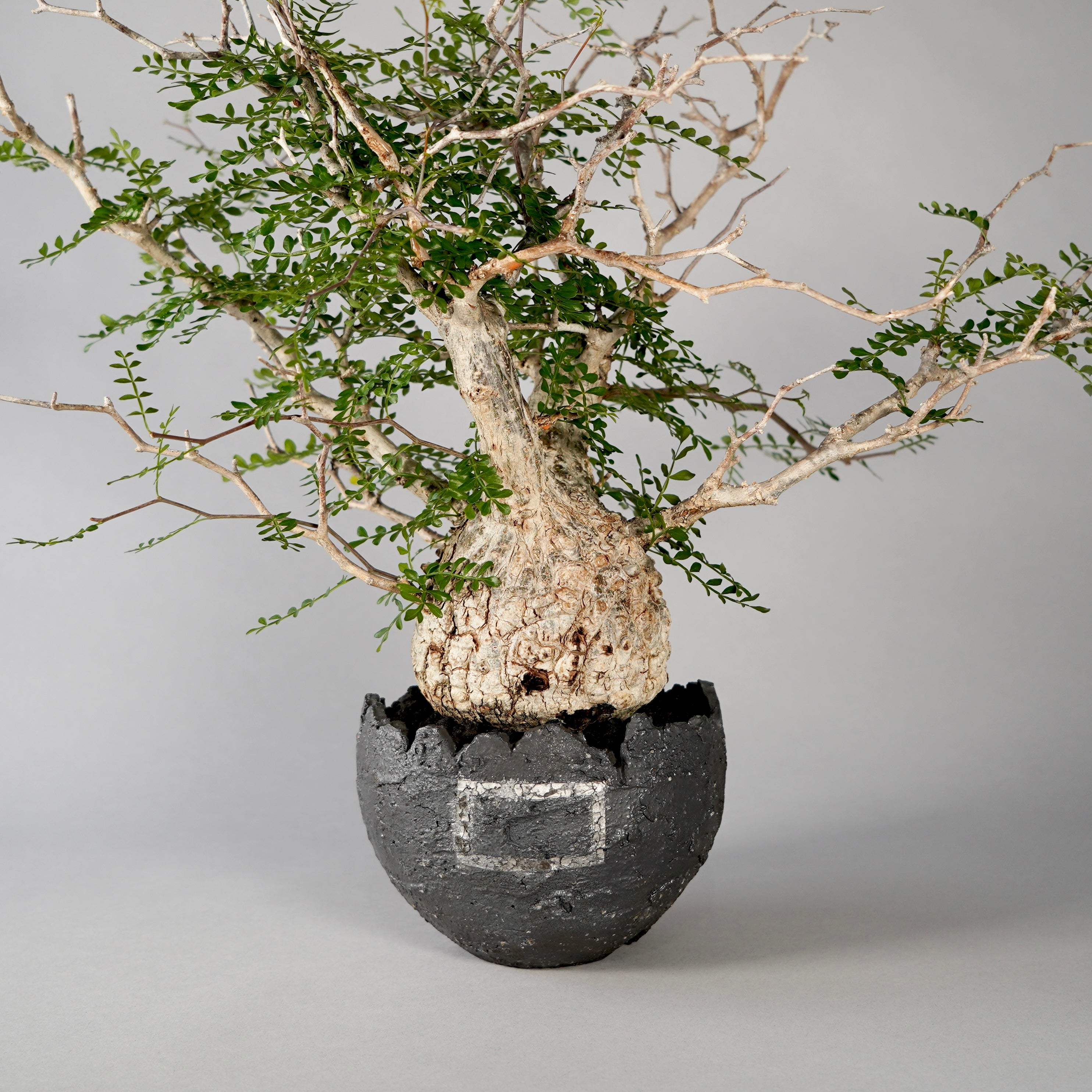botanize.jp – BOTANIZE