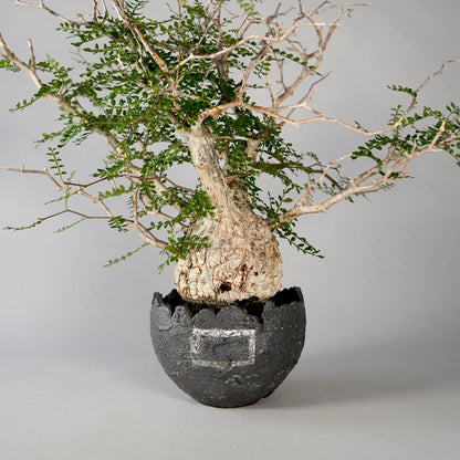 Operculicarya pachypus ×  GOUJIN POT --黒銀彩--
