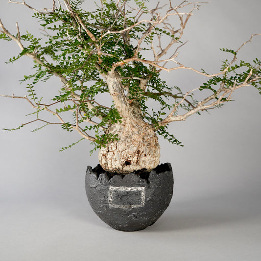 Operculicarya pachypus ×  GOUJIN POT --黒銀彩--