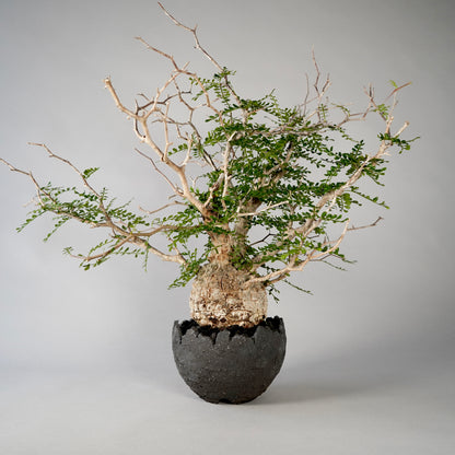 Operculicarya pachypus ×  GOUJIN POT --黒銀彩--
