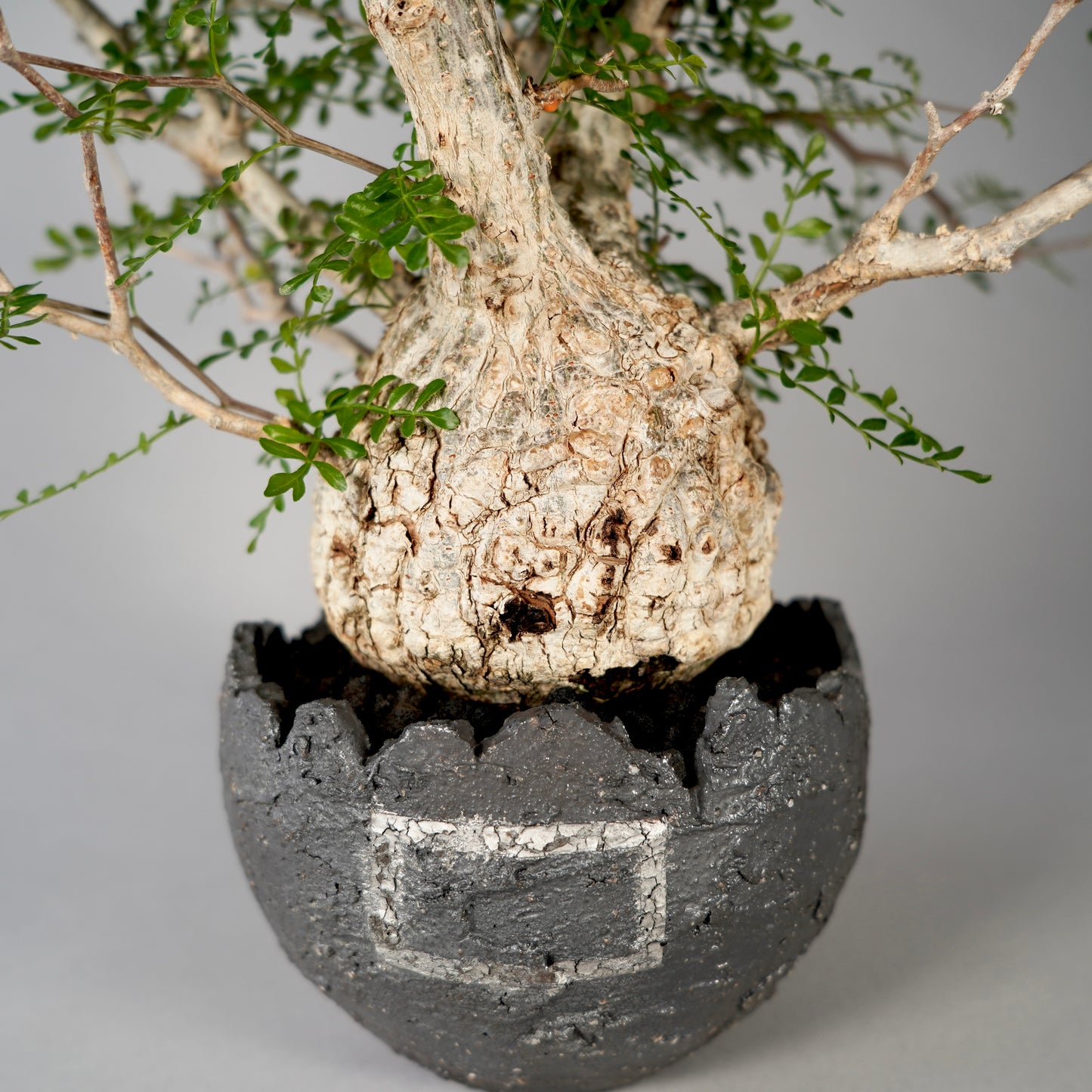 Operculicarya pachypus ×  GOUJIN POT --黒銀彩--