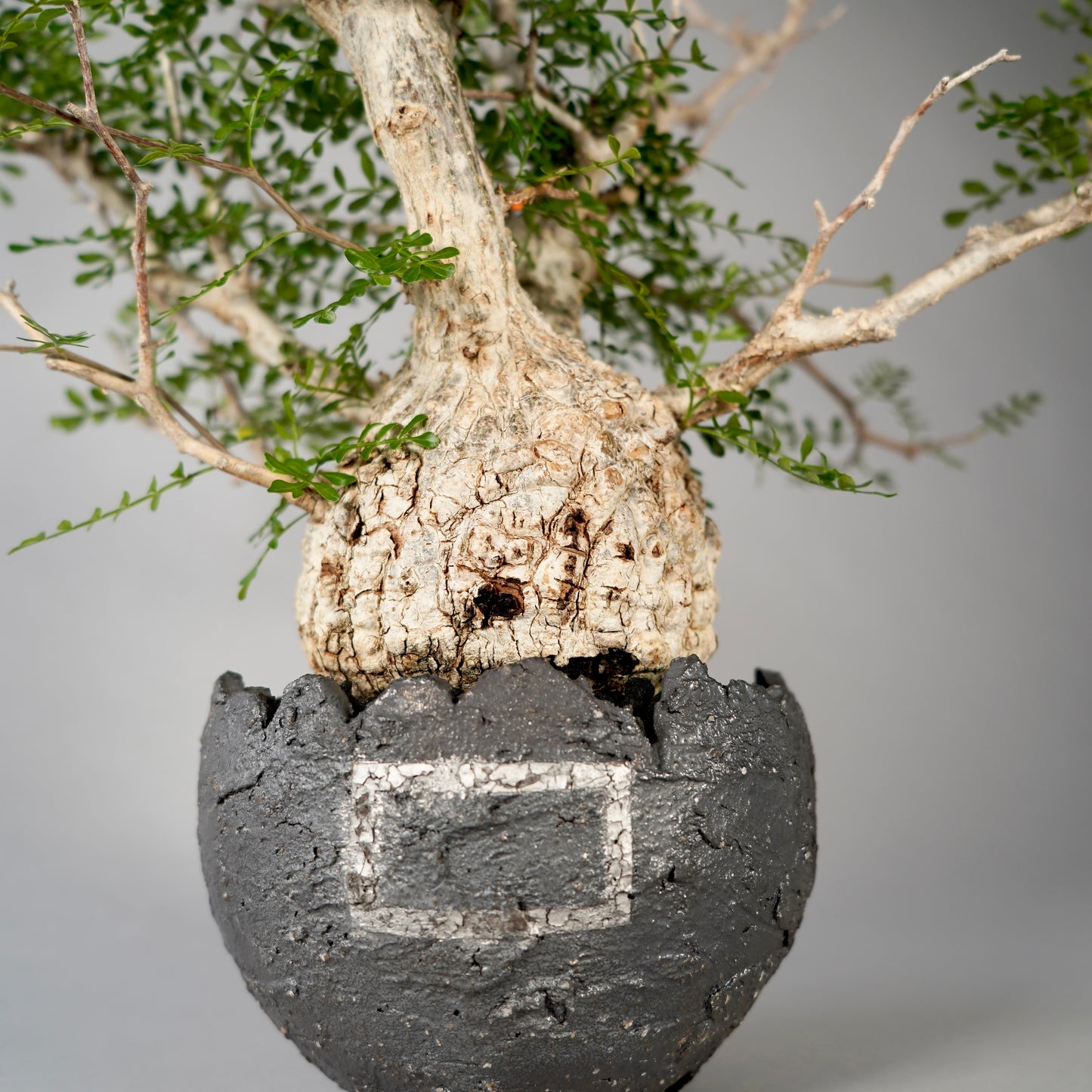 Operculicarya pachypus ×  GOUJIN POT --黒銀彩--