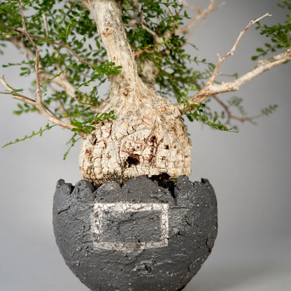 Operculicarya pachypus ×  GOUJIN POT --黒銀彩--