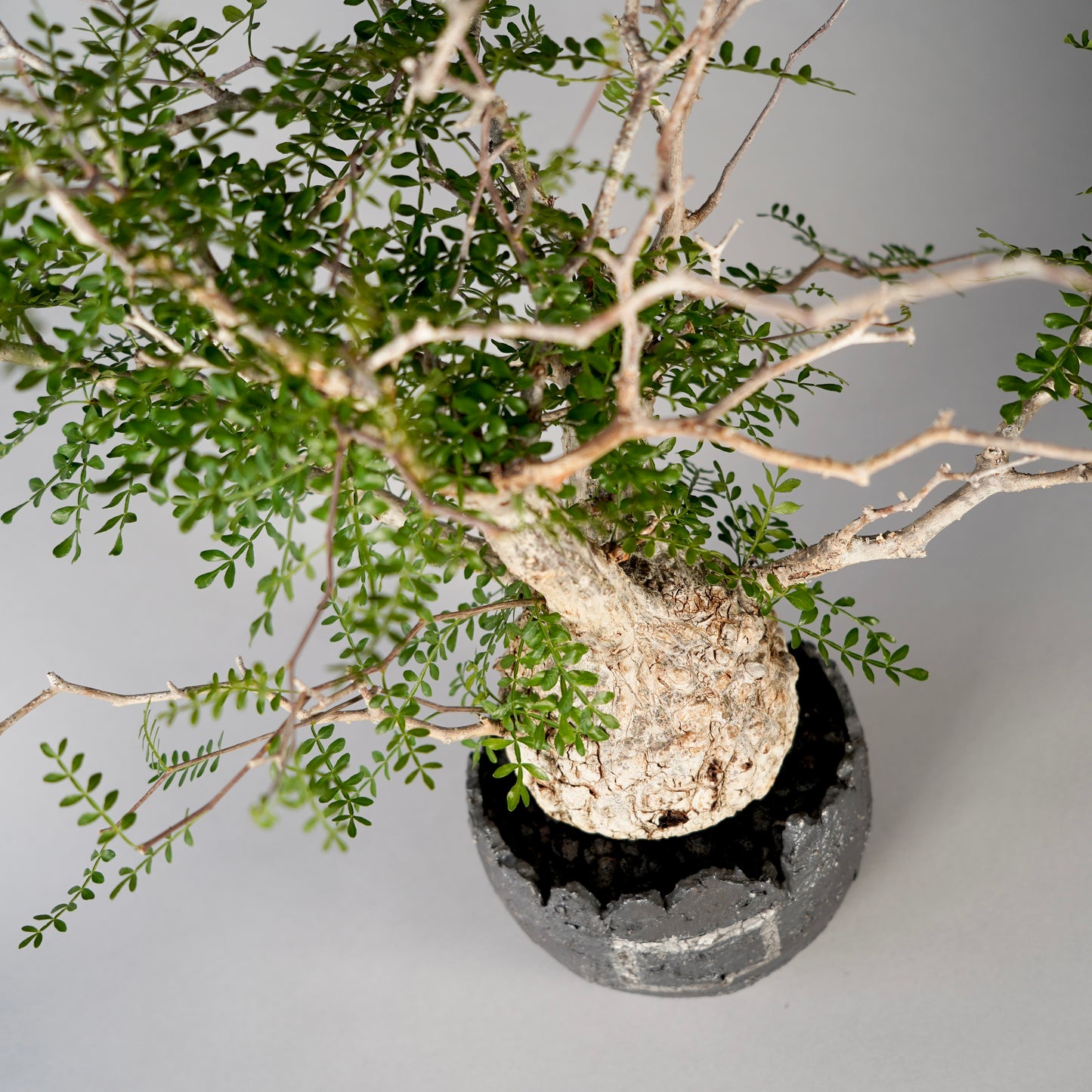 Operculicarya pachypus ×  GOUJIN POT --黒銀彩--