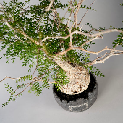 Operculicarya pachypus ×  GOUJIN POT --黒銀彩--