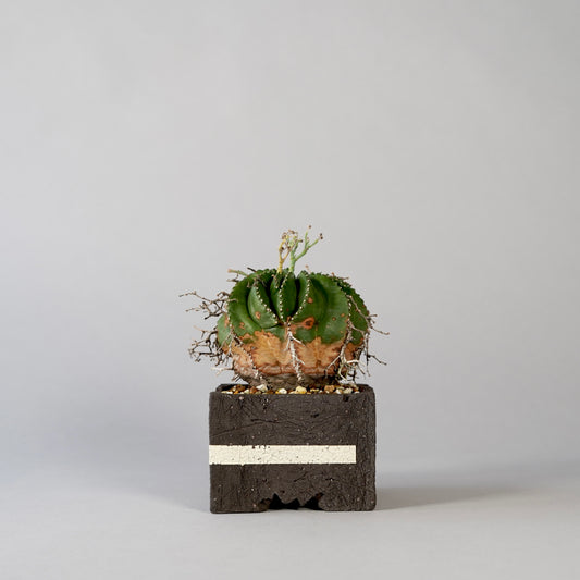 Euphorbia valida ×  GOUJIN POT --KAKU--