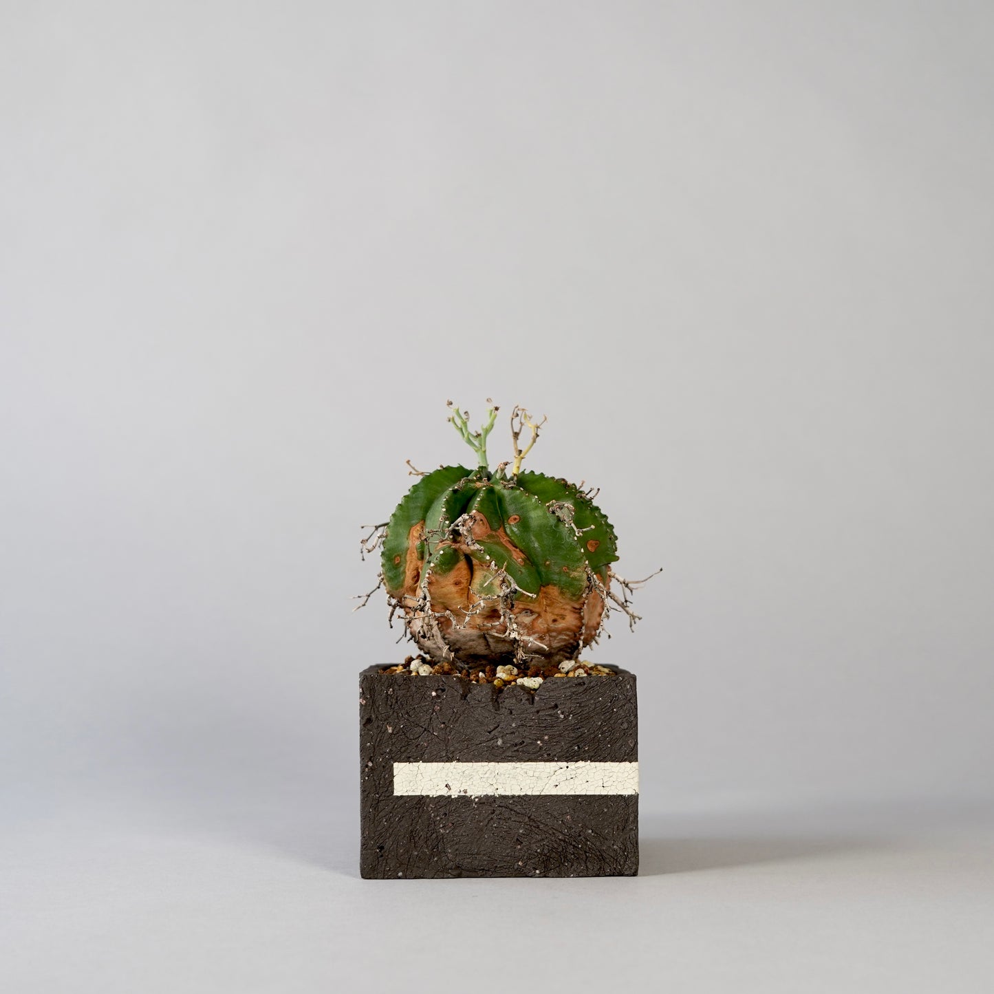 Euphorbia valida ×  GOUJIN POT --KAKU--