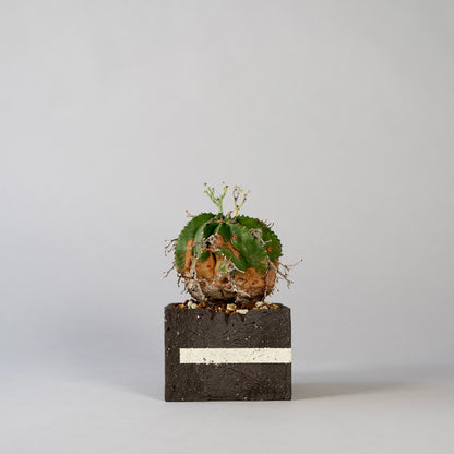 Euphorbia valida ×  GOUJIN POT --KAKU--