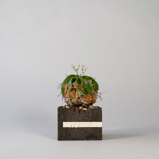 Euphorbia valida ×  GOUJIN POT --KAKU--