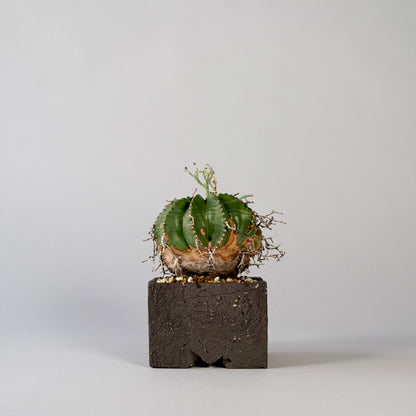 Euphorbia valida ×  GOUJIN POT --KAKU--